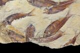 Fossil Fish (Gosiutichthys) Mortality Plate - Lake Gosiute #130057-2
